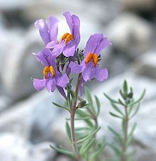 Linaria alpina httpsuploadwikimediaorgwikipediacommonsthu