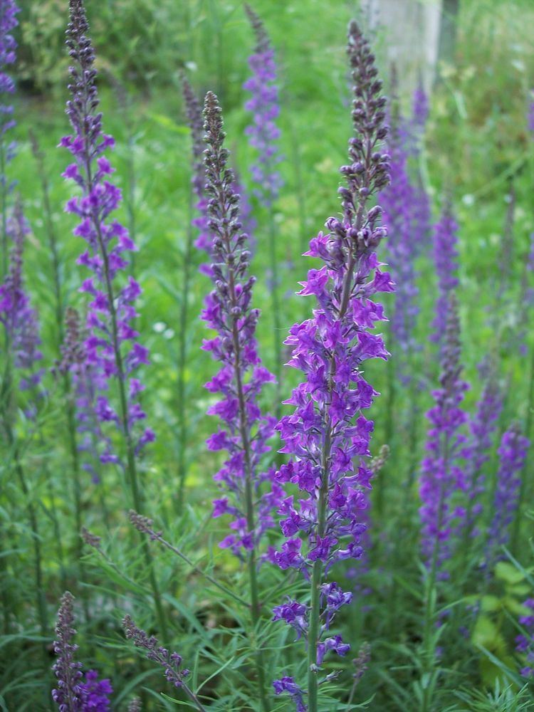 Linaria purpurea Linaria purpurea Purple Toadflax Linaria purpurea Flora