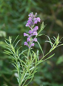 Linaria purpurea httpsuploadwikimediaorgwikipediacommonsthu