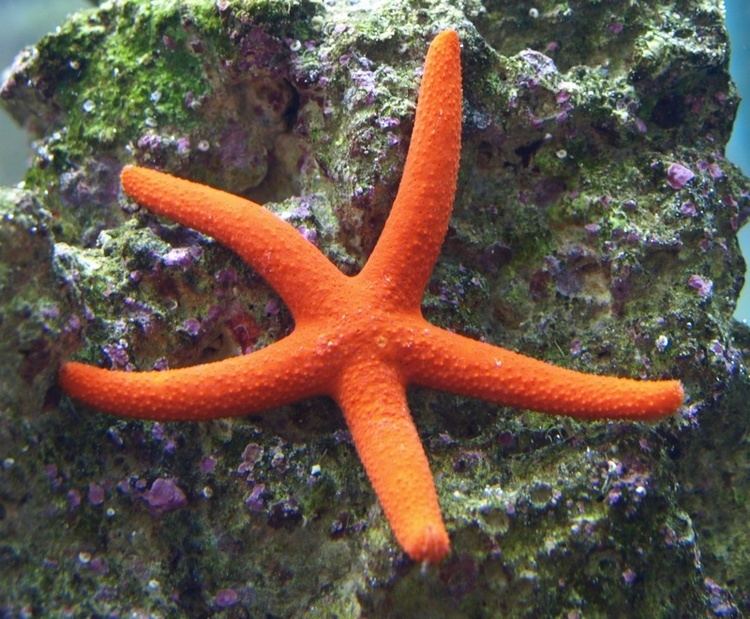Linckia Orange Linckia Starfish
