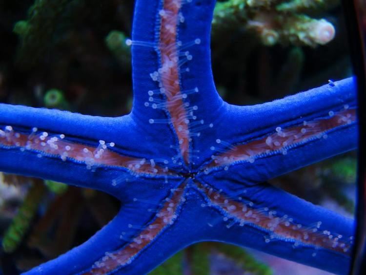 Linckia Blue linckia Sea Star difficult Reef Central Online Community