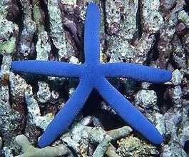 Linckia The Echinoblog Three Things You might not have known about the Blue