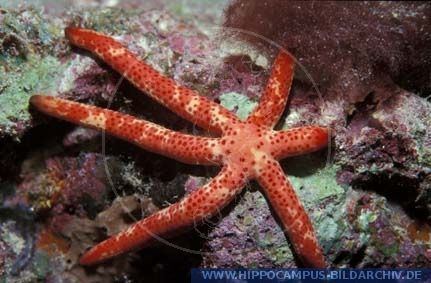 Linckia multifora Linckia multifora alias Sea Star Starfisch Hippocampus Bildarchiv