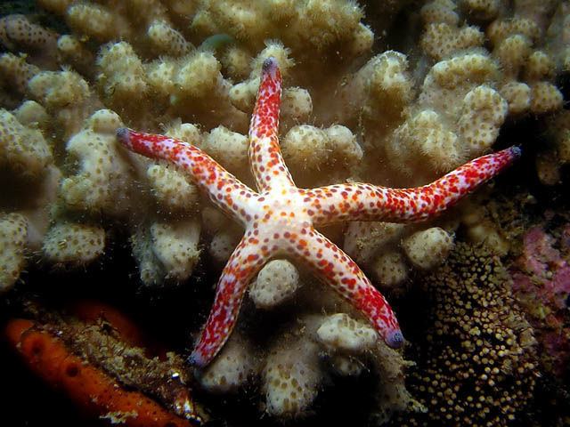 Linckia multifora Starfish Saltwater Star Fish Blue Linckia Orange Sea Star