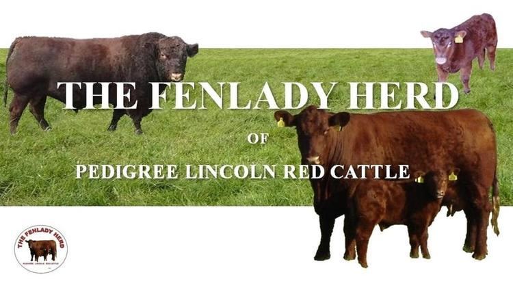 Lincoln Red Fenlady Lincoln Red The Fenlady Herd of Pedigree Lincoln Red Cattle