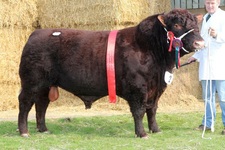 Lincoln Red Lincoln Red Cattle Society Lincoln Red Cattle Lincoln Red