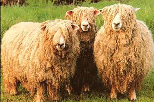 Lincoln sheep - Wikipedia