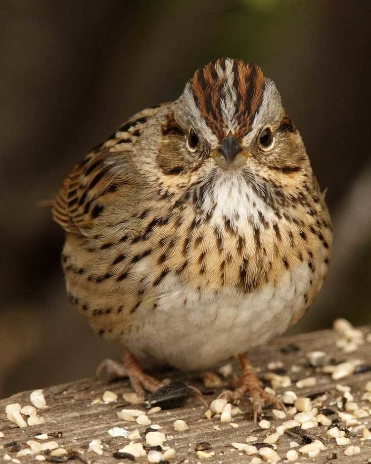 Lincoln's sparrow Lincoln39s Sparrow Audubon Field Guide