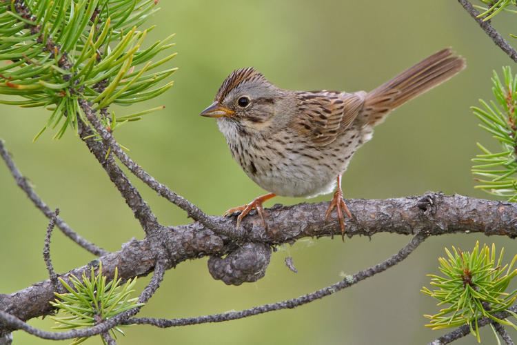 Lincoln's sparrow Lincoln39s Sparrow Audubon Field Guide