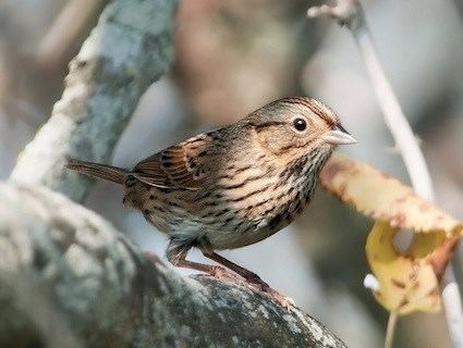 Lincoln's sparrow httpswwwallaboutbirdsorgguidePHOTOLARGEli