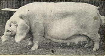 Lincolnshire Curly-coated pig petpigs