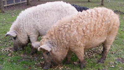 Lincolnshire Curly-coated pig Sheep Or Pig Curly Coat Causes Confusion
