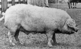 Lincolnshire Curly-coated pig BPA The British Pig Association