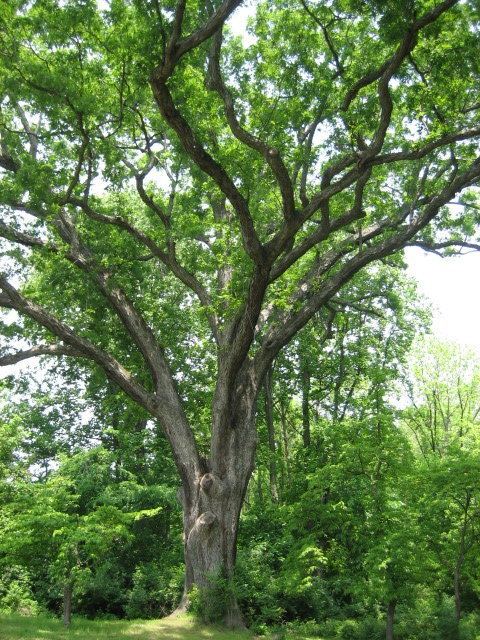 Linden Oak