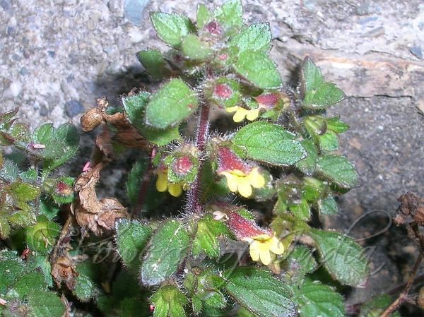 Lindenbergia Lindenbergia indica Nettle Leaved Lindenbergia