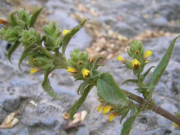 Lindenbergia Lindenbergia macrostachya Lindenbergia