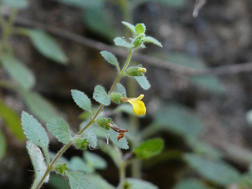 Lindenbergia Lindenbergia indica iNaturalistorg