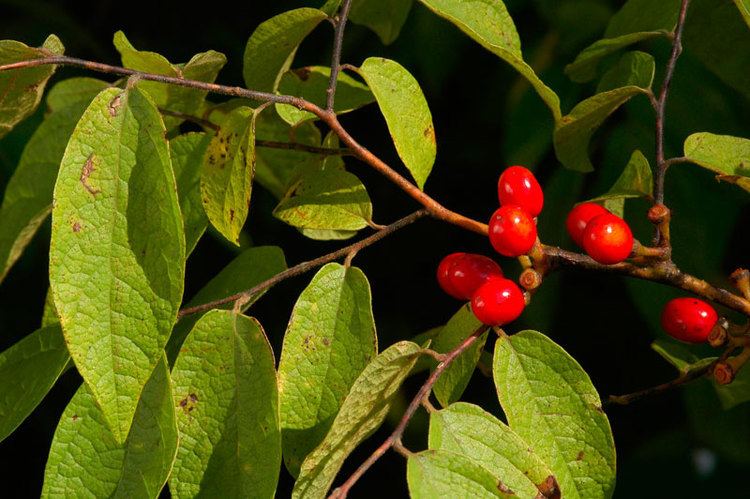 Lindera melissifolia Lindera melissifolia pondberry