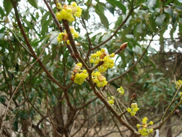 Lindera obtusiloba Lindera obtusiloba Blume