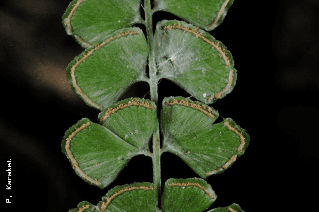 Lindsaea Ferns of Thailand Laos and Cambodia gt Lindsaea orbiculata
