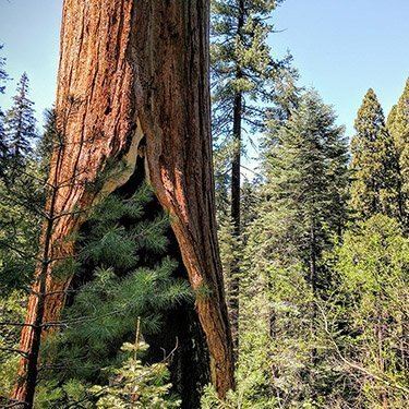 Stand out trees | Mostly sequoias on Twitter: "The Lindsey Creek Giant was  the largest known single-stem tree to have ever existed. It's trunk volume  was ~90k cubic feet when it fell