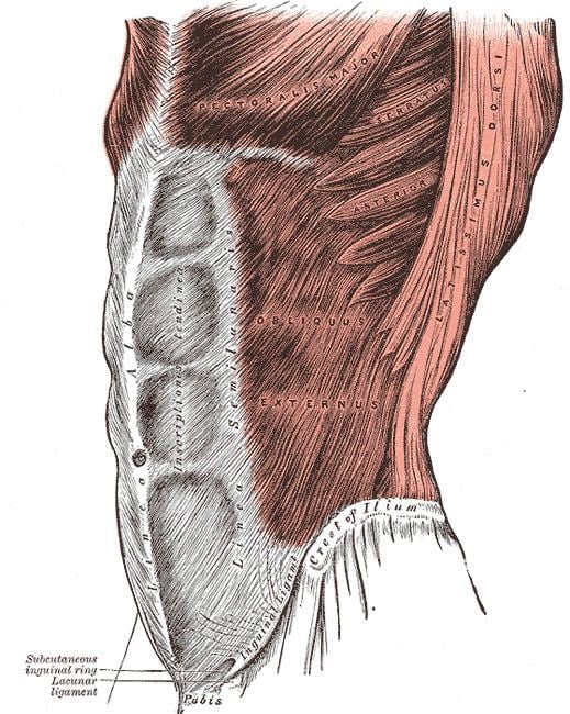 Linea alba (abdomen)
