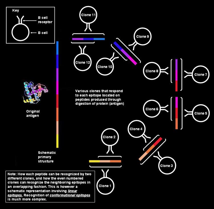 Linear epitope