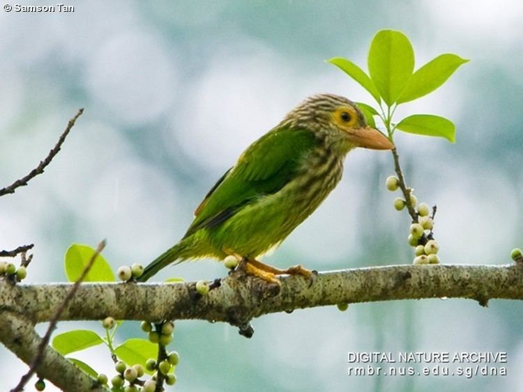 Lineated barbet Lineated Barbet The Birds of NUS