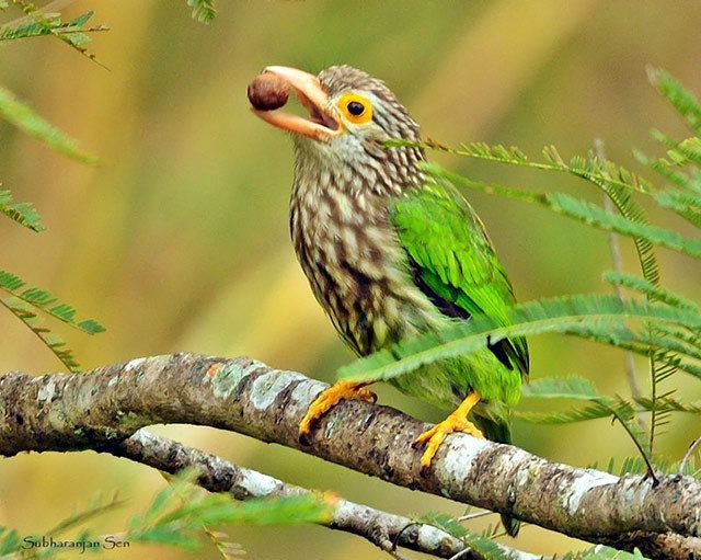 Lineated barbet Oriental Bird Club Image Database Lineated Barbet Megalaima lineata