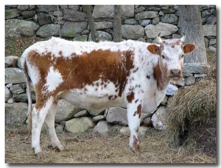 Lineback cattle Cynthia39s Randall Cattle Pages The Rescue and Conservation of the
