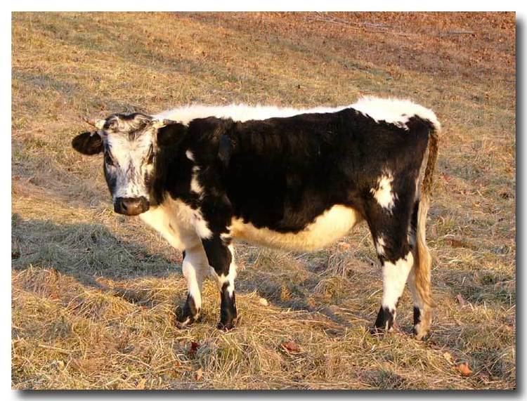Lineback cattle Images of Randall Lineback Cattle Cynthia39s Randall Cattle Pages