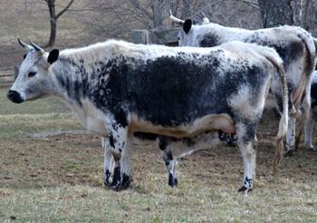 Lineback cattle The Livestock Conservancy