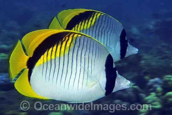 Lined butterflyfish Butterflyfish amp Coralfish Photos Pictures Images