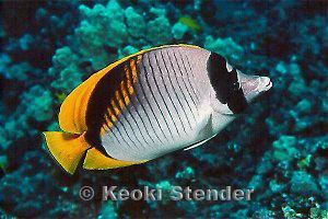 Lined butterflyfish Lined Butterflyfish Chaetodon lineolatus