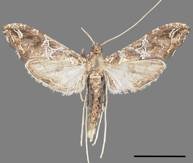 Lineodes Microlepidoptera on Solanaceae Fact Sheet ltemgtLineodes