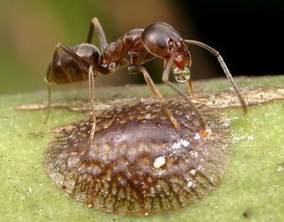 Linepithema Linepithema humile Argentine Ant Discover Life