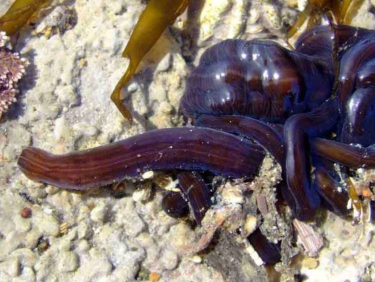 Lineus longissimus MarLIN The Marine Life Information Network Bootlace worm Lineus