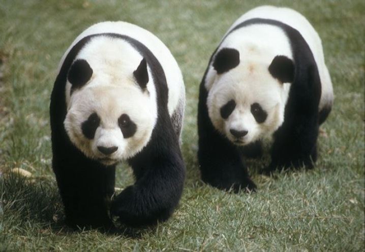 Ling-Ling and Hsing-Hsing Helping Nature Along Breeding Giant Pandas PBS NewsHour Sept