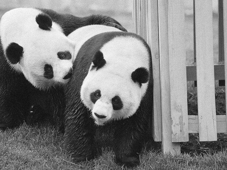 Ling-Ling and Hsing-Hsing Don39t Worry Mr Nixon the National Zoo39s Pandas Figured Out How to