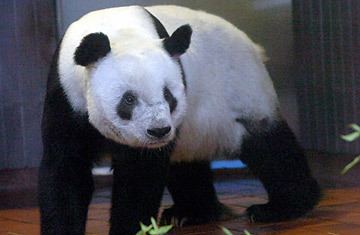 Ling Ling (giant panda) China39s Panda Diplomacy TIME