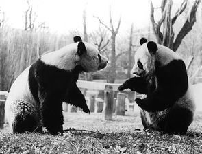 Ling Ling (giant panda) LingLing and HsingHsing Wikipedia
