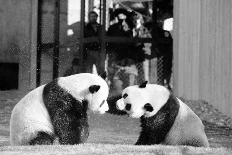 Ling Ling (giant panda) When LingLing and Hsing Hsing Arrived in the US The New York Times