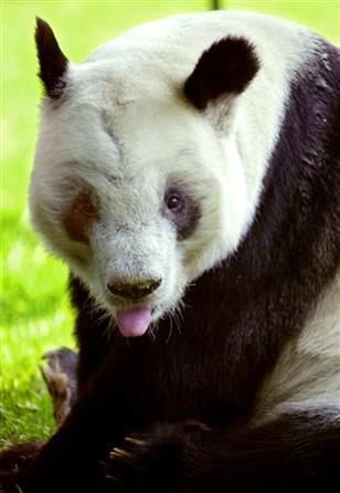 Ling Ling (giant panda) Ling Ling Japan39s oldest giant panda dies Technology amp science