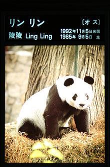Ling Ling (giant panda) httpsuploadwikimediaorgwikipediacommonsthu
