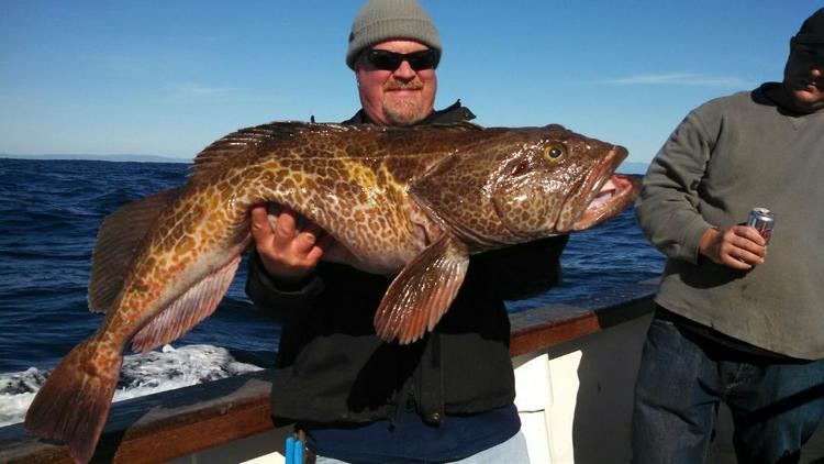Lingcod Ling Cod Fishing the Channel Islands