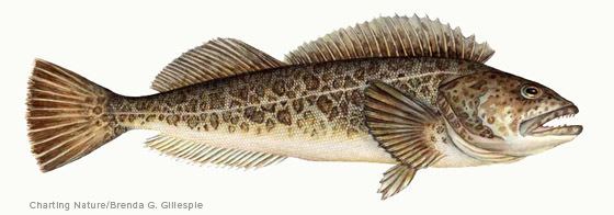 Lingcod CNLingcod5601jpg