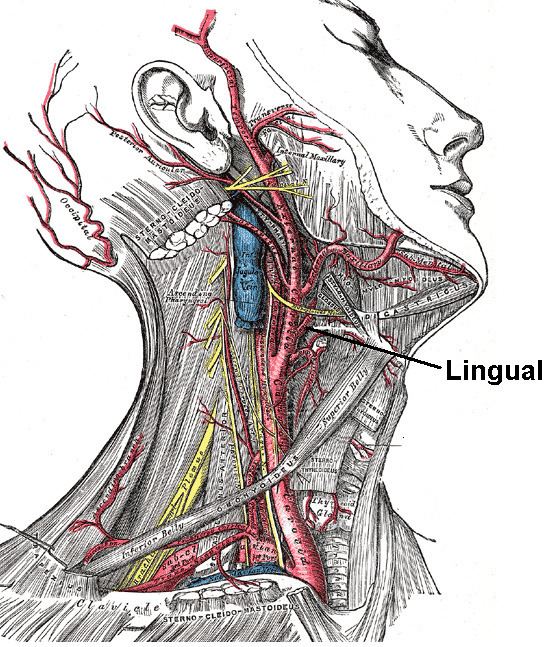 Lingual artery