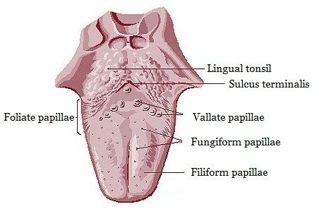 Lingual papillae