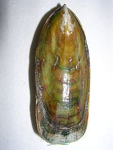 Lingula (brachiopod) httpsuploadwikimediaorgwikipediacommonsthu