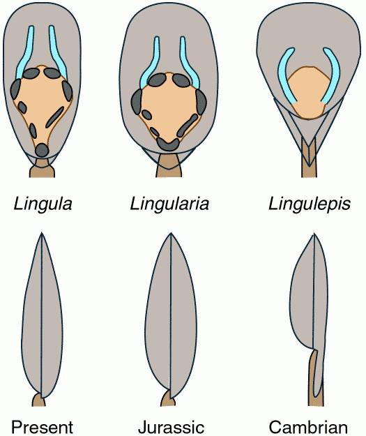 Lingula (brachiopod) Proof that Lingula Brachiopoda is not a livingfossil and emended
